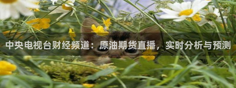 看球吧在线观看免费直播：中央电视台财经频道：原油期货直播，实时分析与预测