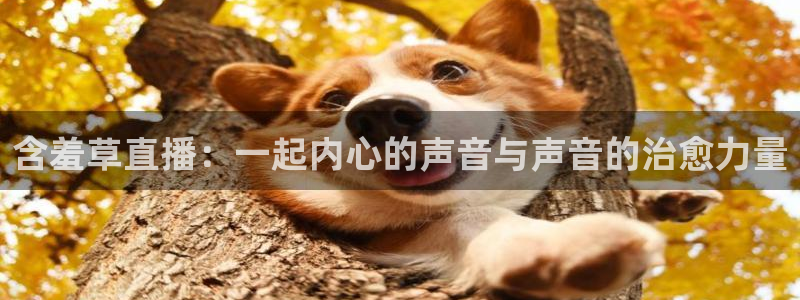 看球吧直播下载：含羞草直播：一起内心的声音与声音的治愈力量